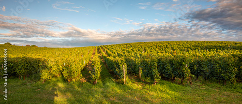 Paysage viticole et vigne en automne en France après les vendanges.