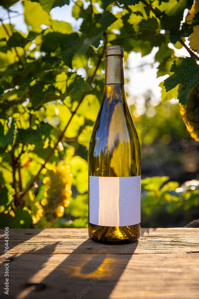 Bouteille de vin blanc et étiquette de vin, au milieu des vignes en automne.