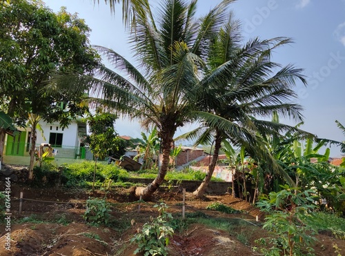 view of the garden with two coconut trees