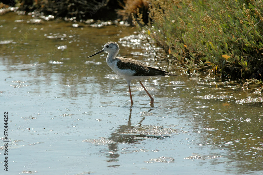 Echasse blanche (Himantopus himantopus) Echasse blanche (Himantopus himantopus)