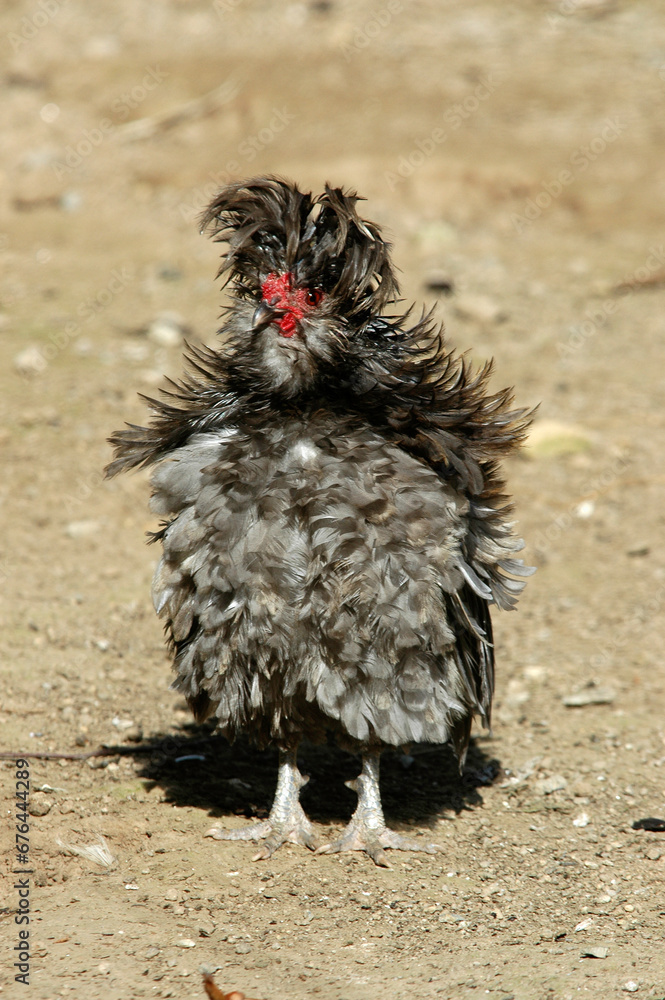 Fototapeta premium Poule, race négre de soie