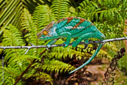 Cameleon de Parson;  male; calumma p.parsonii, Madagascar