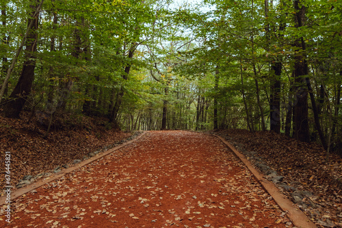 Canvas Print Autumn pathway covered fallen leaves Belgrad forest Istanbul Turkey nature trees
