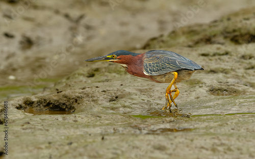 Grünreiher (Butorides virescens) bei der Jagd am Sierpe River photo