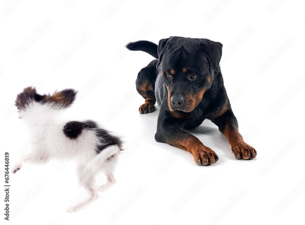 Fototapeta premium rottweiler and papillon dog in studio
