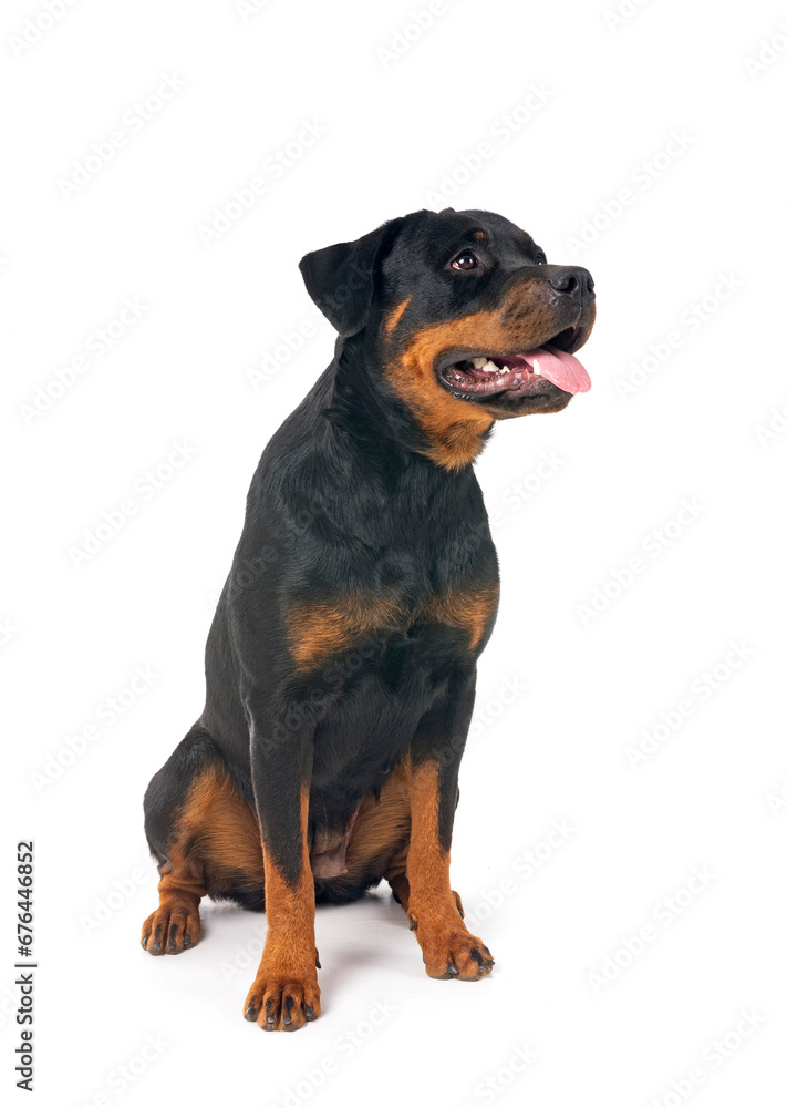 rottweiler in studio rottweiler in studio