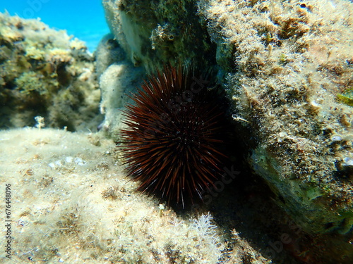 Purple sea urchin, Rock sea urchin or Stony sea urchin (Paracentrotus lividus) undersea, Aegean Sea, Greece, Halkidiki