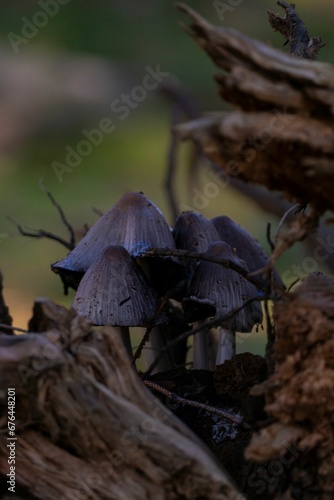 Vertical shot of Inky caps growing in a forest