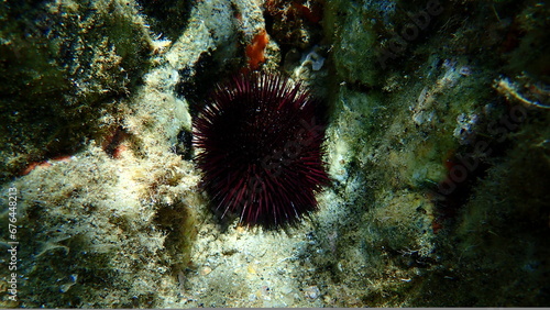 Purple sea urchin, Rock sea urchin or Stony sea urchin (Paracentrotus lividus) undersea, Aegean Sea, Greece, Halkidiki photo