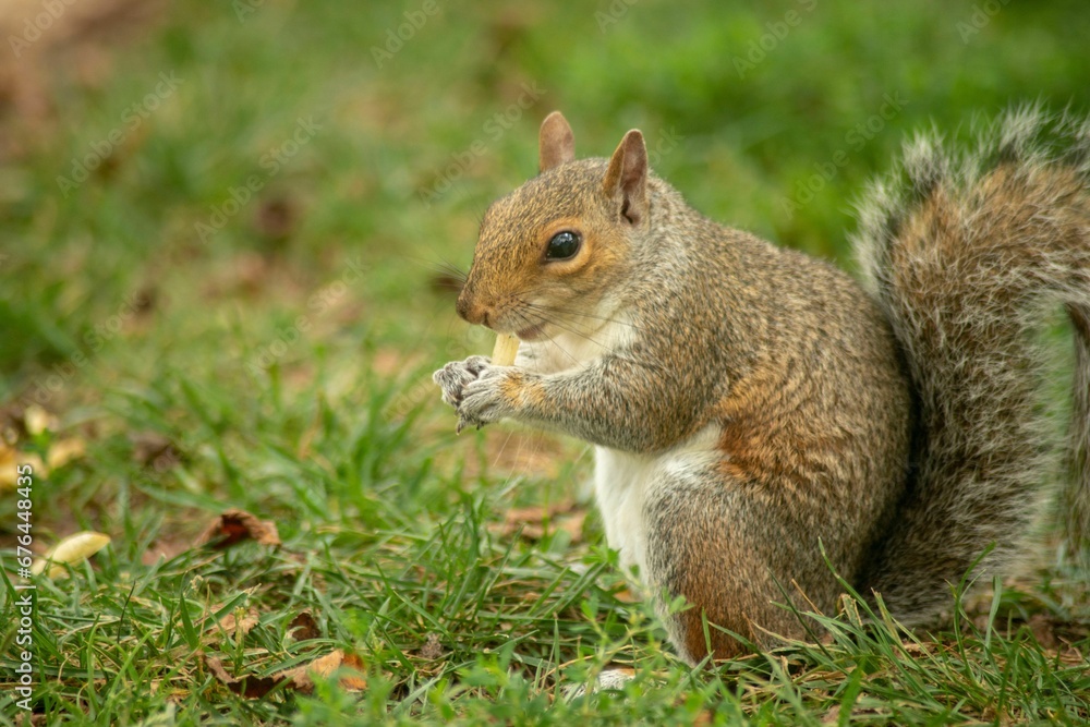 Cute Eastern gray squirrel in the forest eating nuts while sitting on grass in daytime Cute Eastern gray squirrel in the forest eating nuts while sitting on grass in daytime