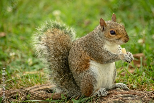 Selective focus closeup of an Eastern gray squirrel outdoors © Wirestock