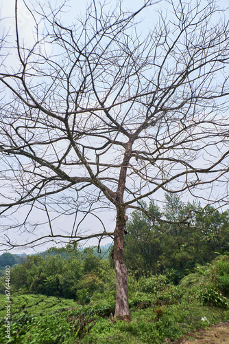 Leafless Tree with Spreading Branches