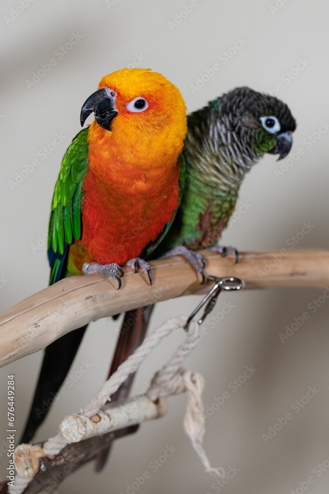 Obraz premium Vertical shot of Conure parrots perched on a branch on a white background