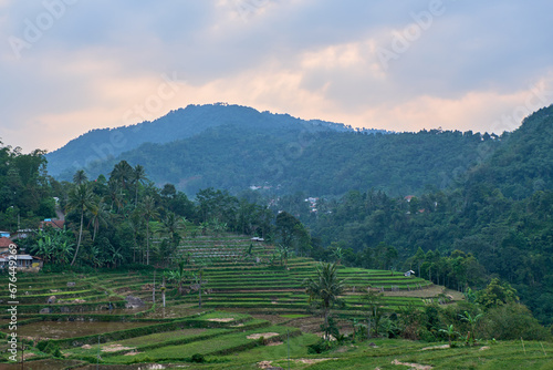 Elegant Landscape with Neatly Aligned Rice Fields on the Hill © Rahmat
