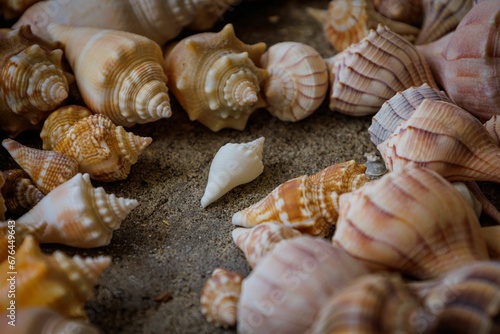 Closeup of seashells on the ground