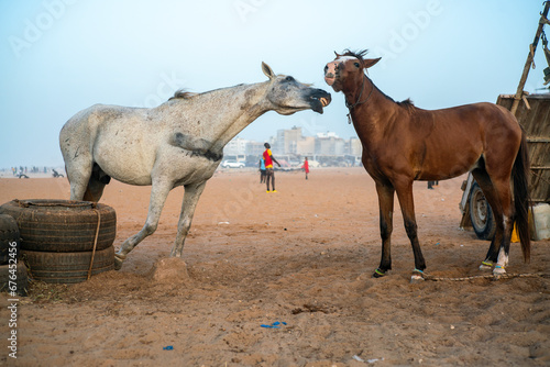Deux chevaux entrav  s se battent sur le terrain vague d un quartier p  riph  rique de Dakar au S  n  gal
