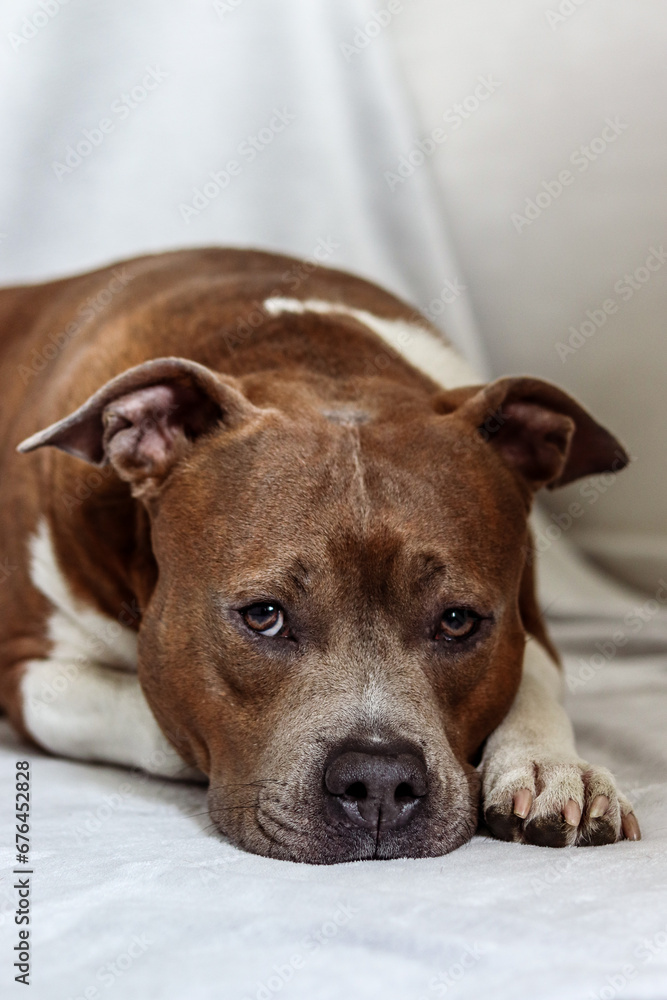 Portrait of sad dog on light background. American Staffordshire Terrier. Dog model. Pedigree dog lies, holds his head on his paws. Postcard, photo, advertising, wallpaper, presentation.