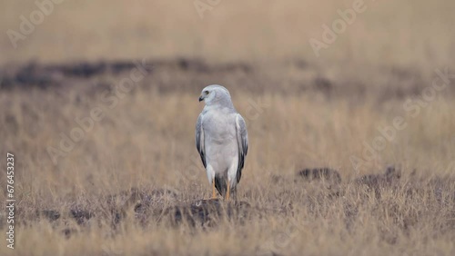 The Pallid Harrier (Circus macrourus) is a migratory bird of prey of the harrier subfamily