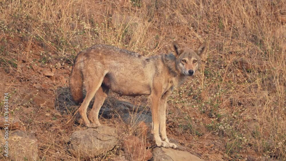 The Indian wolf (Canis lupus pallipes) is a subspecies of gray wolf. The Indian wolf (Canis lupus pallipes) is a subspecies of gray wolf.