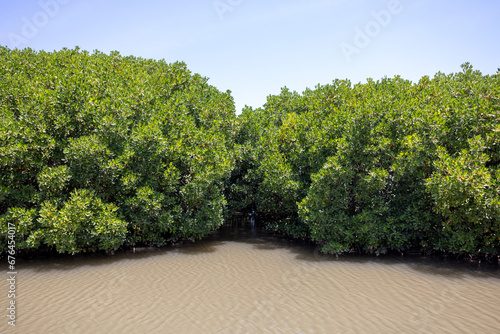 Mangroves in brackish water on the coast creating shoreline stabilization and a home for a rich biodiversity photo