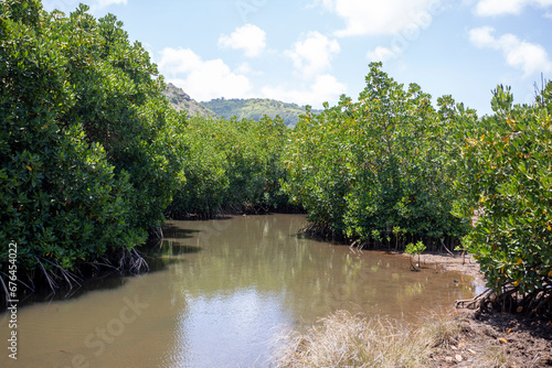 Mangroves in brackish water on the coast creating shoreline stabilization and a home for a rich biodiversity