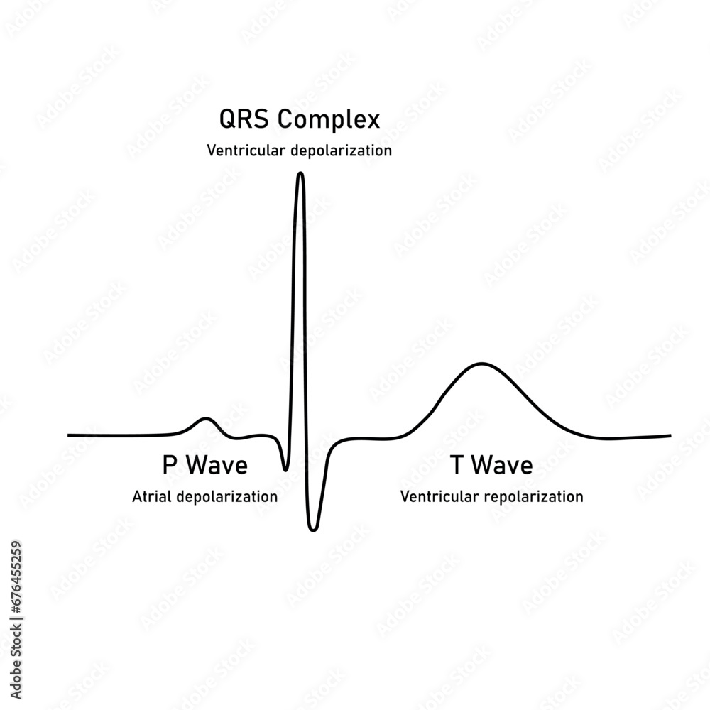 Ventricular repolarization, T wave. The QT interval of ECG. The cardiac ...