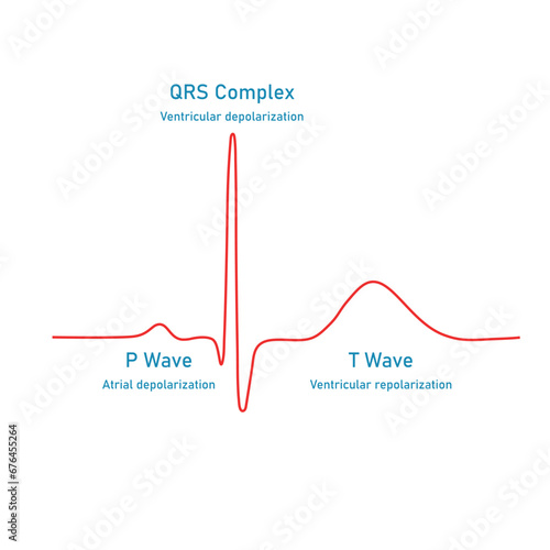 Ventricular repolarization, T wave. The QT interval of ECG. The cardiac cycle. ECG of a heart in normal sinus rhythm. Resources for teachers and students.