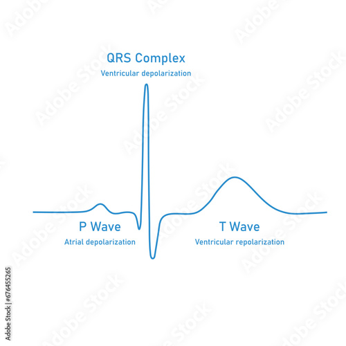 Ventricular repolarization, T wave. The QT interval of ECG. The cardiac cycle. ECG of a heart in normal sinus rhythm. Resources for teachers and students.