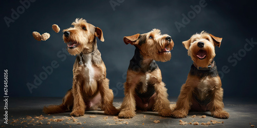 Energetic Airedale Terriers in Action: Catching Treats.  photo