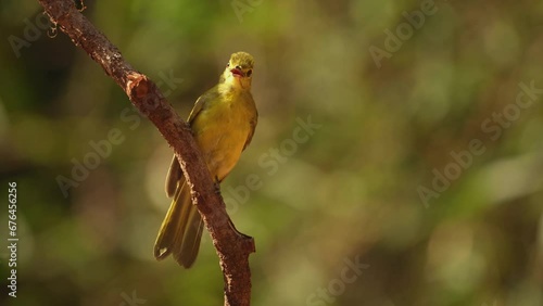 The yellow-browed bulbul (Acritillas indica)