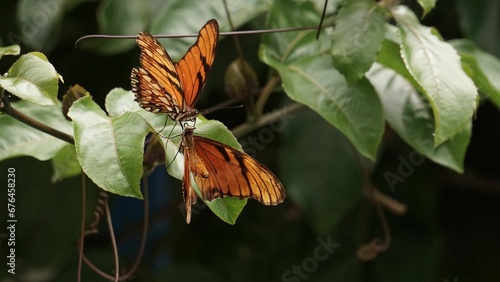 Closeup of Juno longwing butterflies mating on green plant leaves photo