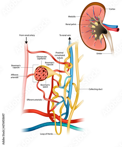 Structure of the Nephron and Glomerular filtration or glomerulus. Nephrology. Renal physiology. photo