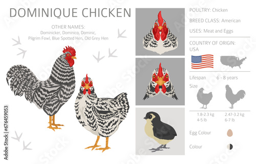 Dominique Chicken breeds clipart. Poultry and farm animals. Different colors set