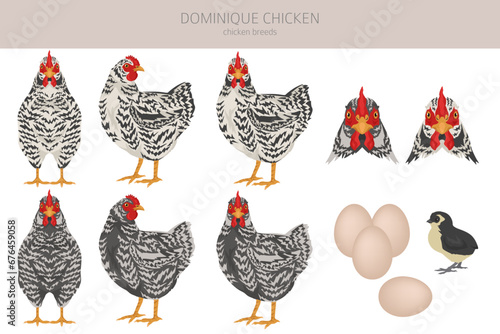 Dominique Chicken breeds clipart. Poultry and farm animals. Different colors set