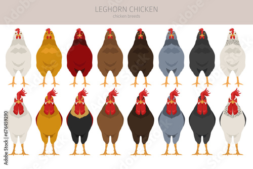 Leghorn Chicken breeds clipart. Poultry and farm animals. Different colors set