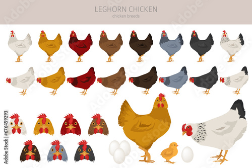 Leghorn Chicken breeds clipart. Poultry and farm animals. Different colors set
