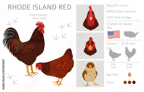 Rhode Island Red Chicken breeds clipart. Poultry and farm animals. Different colors set
