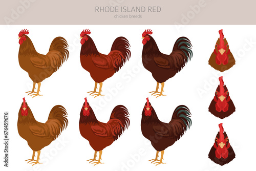 Rhode Island Red Chicken breeds clipart. Poultry and farm animals. Different colors set