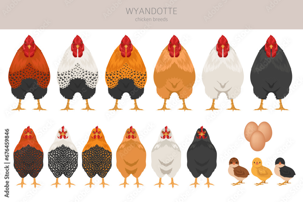Poultry Change Color Wyandotte Chicken breeds clipart. Poultry and farm animals. Different ...