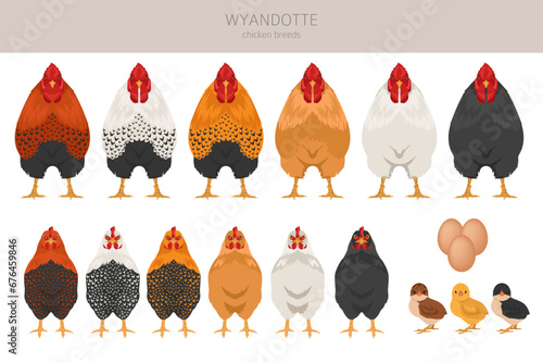 Wyandotte Chicken breeds clipart. Poultry and farm animals. Different colors set