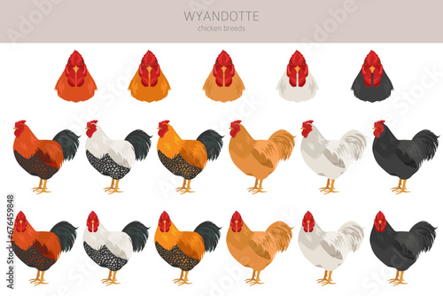 Wyandotte Chicken breeds clipart. Poultry and farm animals. Different colors set