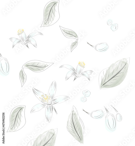 Floral pattern of Neroli flowers and leaves hand drawing.