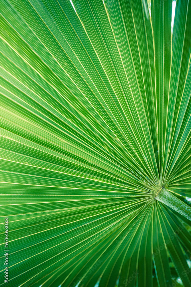 Majestic tropical exotic Mediterranean palm. Closeup nature of green leaf in summer garden. Natural sunlight green leaves plants spring fresh peaceful background greenery environment ecology wallpaper Majestic tropical exotic Mediterranean palm. Closeup nature of green leaf in summer garden. Natural sunlight green leaves plants spring fresh peaceful background greenery environment ecology wallpaper