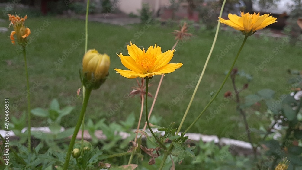 cosmos sulphureus flowers are a gloden yellow color. plants are very adaptable and are suitable.