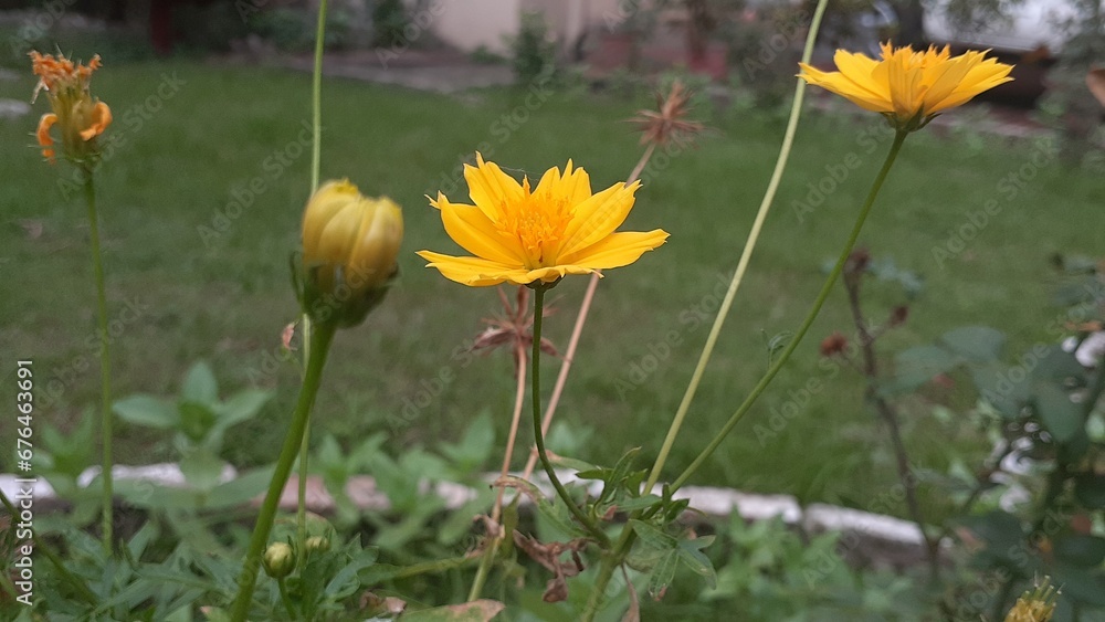 Obraz premium cosmos sulphureus flowers are a gloden yellow color. plants are very adaptable and are suitable.