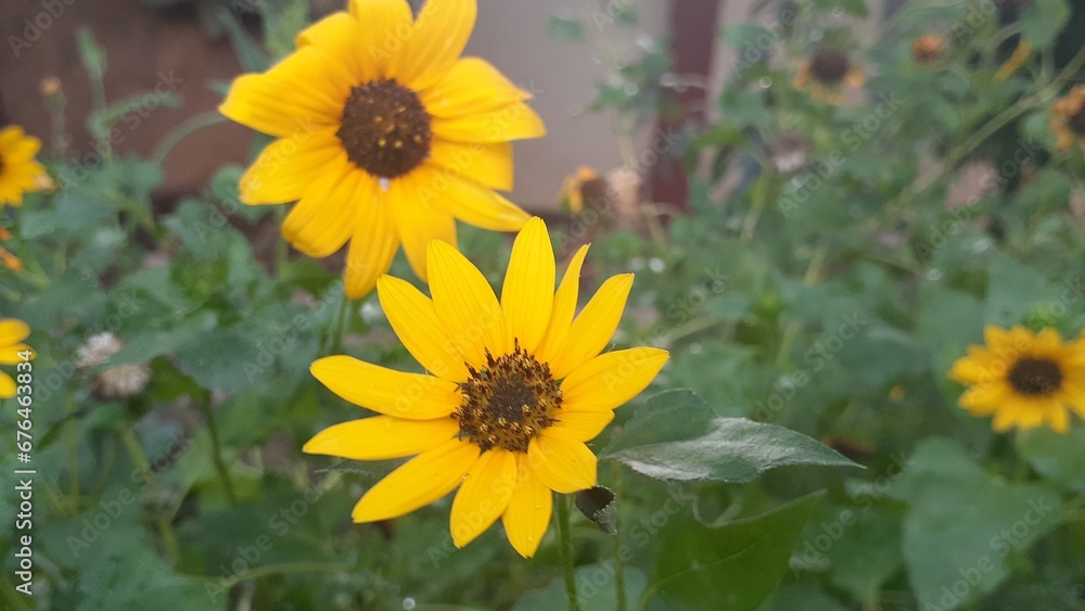 cosmos sulphureus flowers are a gloden yellow color. plants are very adaptable and are suitable. cosmos sulphureus flowers are a gloden yellow color. plants are very adaptable and are suitable.