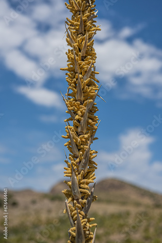 Dasylirion sotol, desertic plant in Chihuahua mexico photo