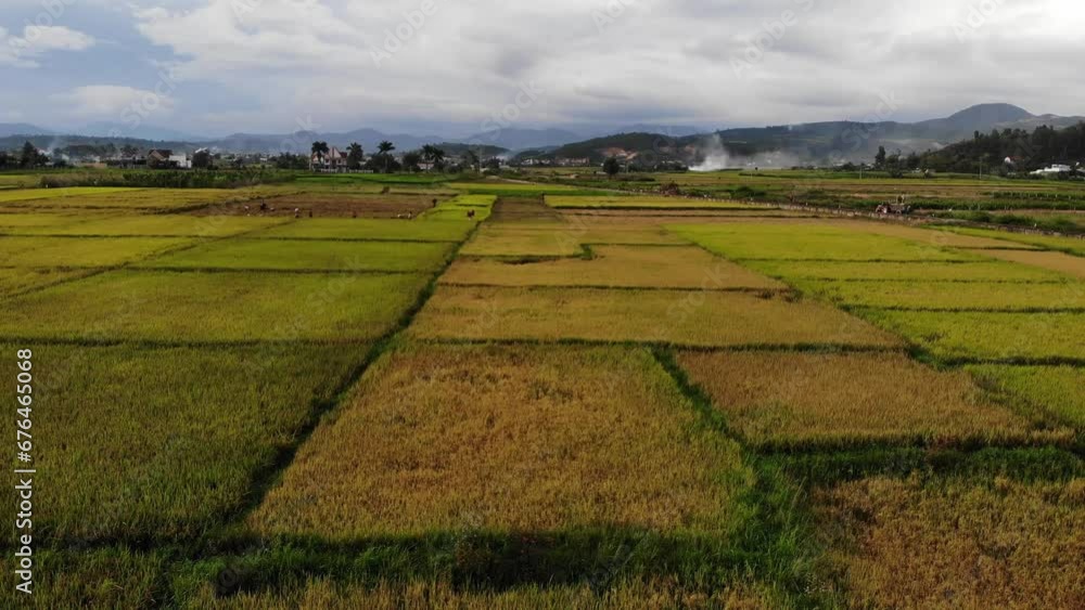 Ripe rice fields in Lam Ha plateau Ripe rice fields in Lam Ha plateau