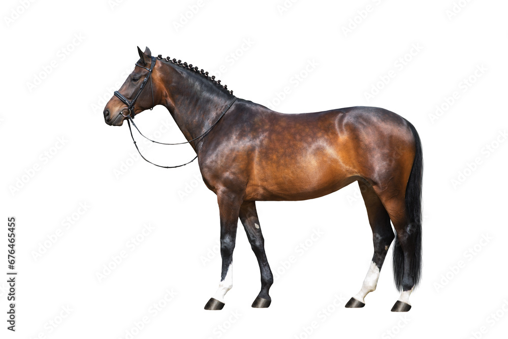 Obraz premium horse isolated on white background