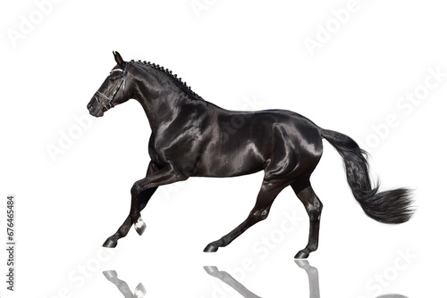 Black Horse isolated